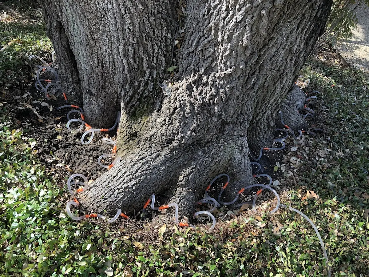 Detailed Tree Cabling and Bracing job site in Clearmont