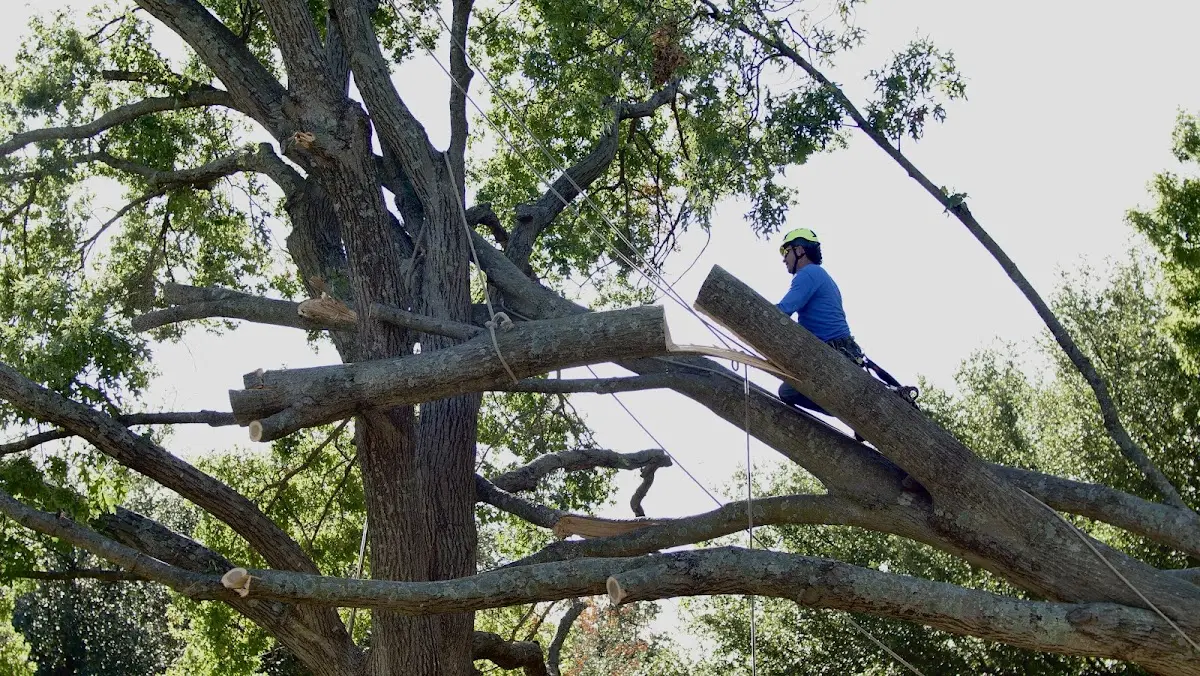 Professional Crown Thinning performed by certified arborists in Clearmont